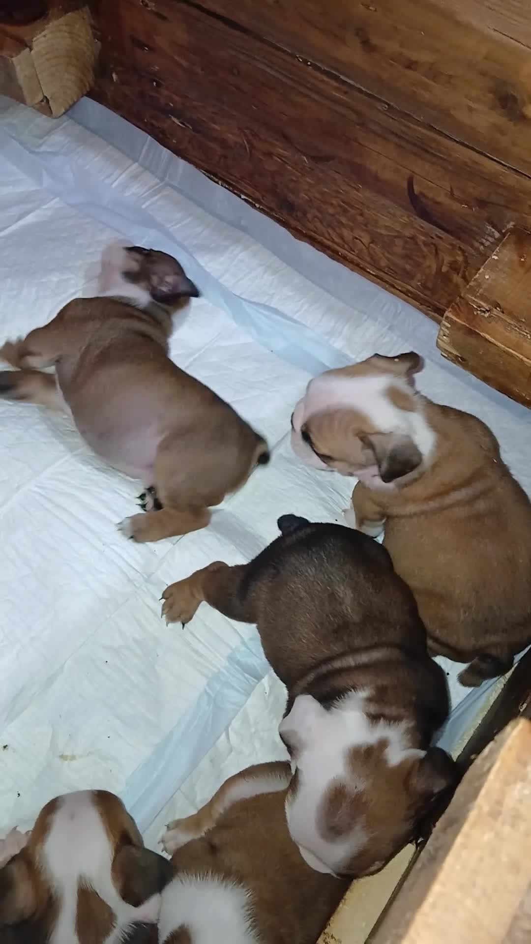 Bulldog cani in vendita: Nuovi cuccioli Menola's Bulls  - Video 2
