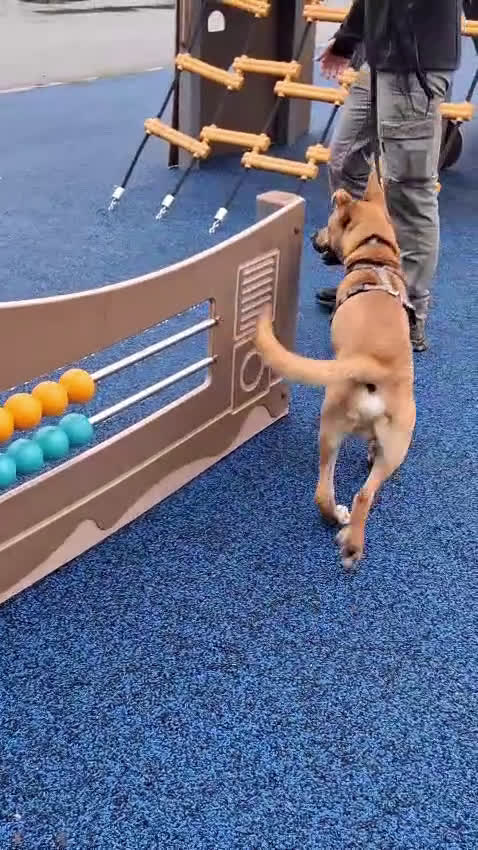 Meticcio cani in regalo: SIMBA LUPETTO - Video 1