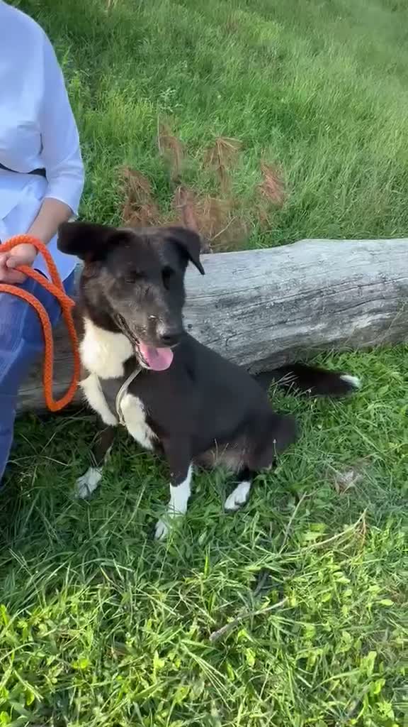 Meticcio cani in regalo: Windy, splendida ed equilibrata simil labrador - Video 1