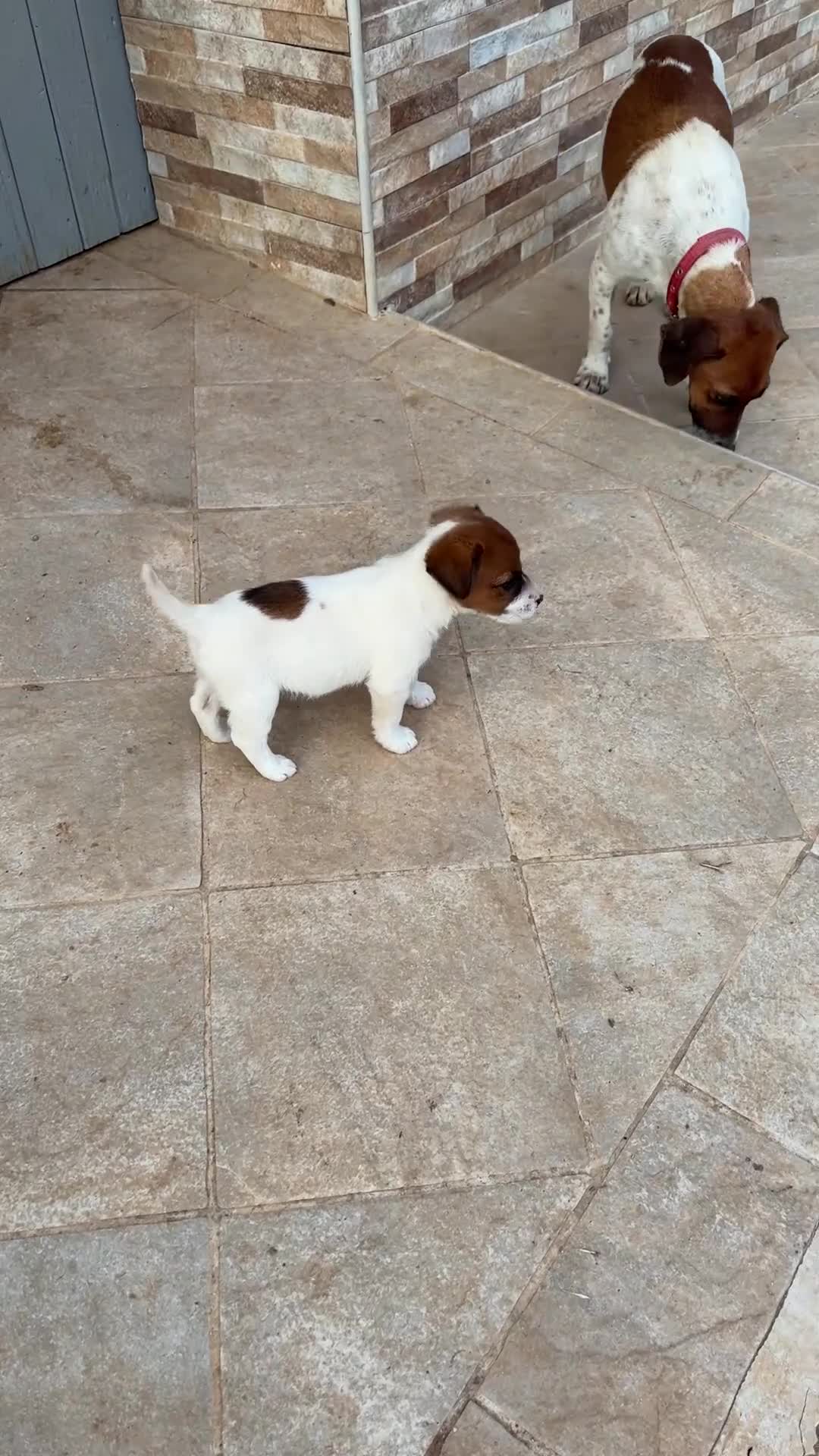 Jack Russell cani in vendita: Cuccioli Jack Russell cercano casa - Video 1