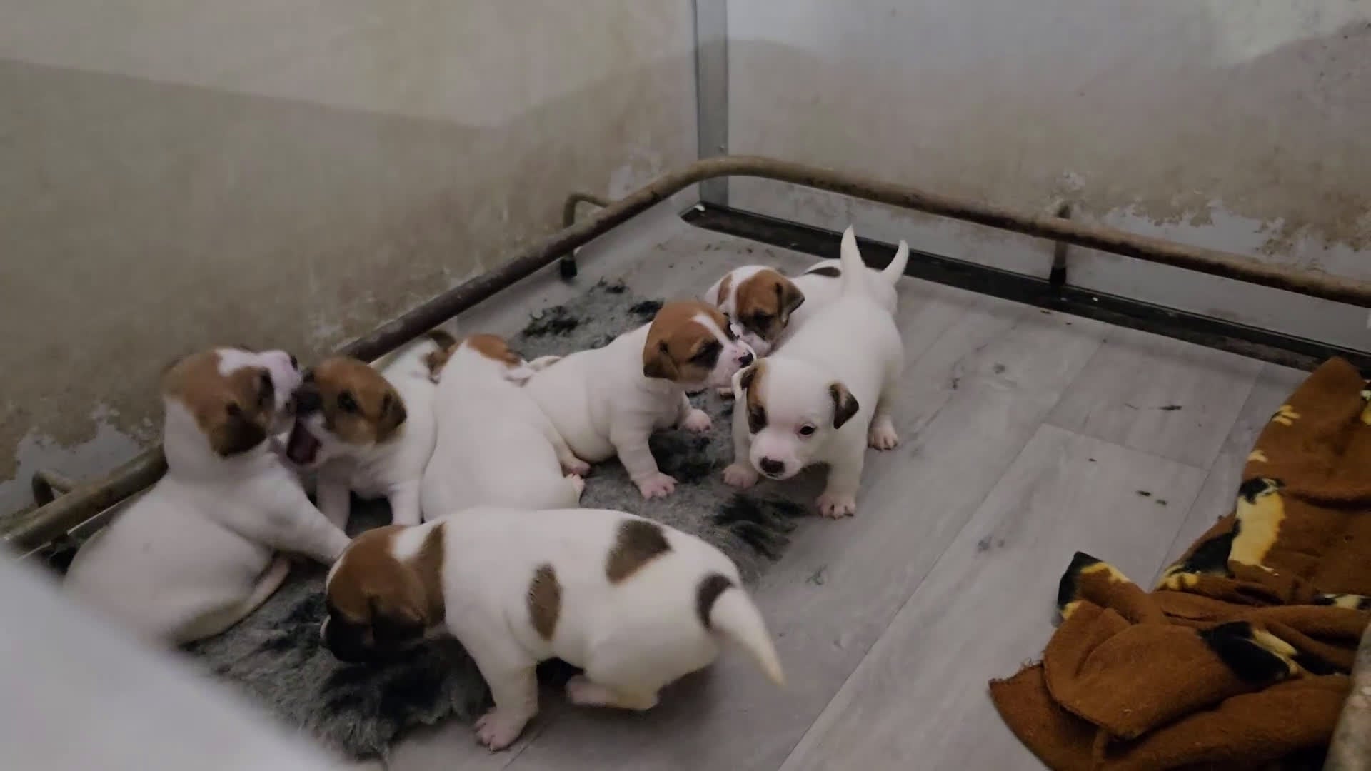 Jack Russell cani in vendita: Cuccioli Jack russell terrier - Video 1