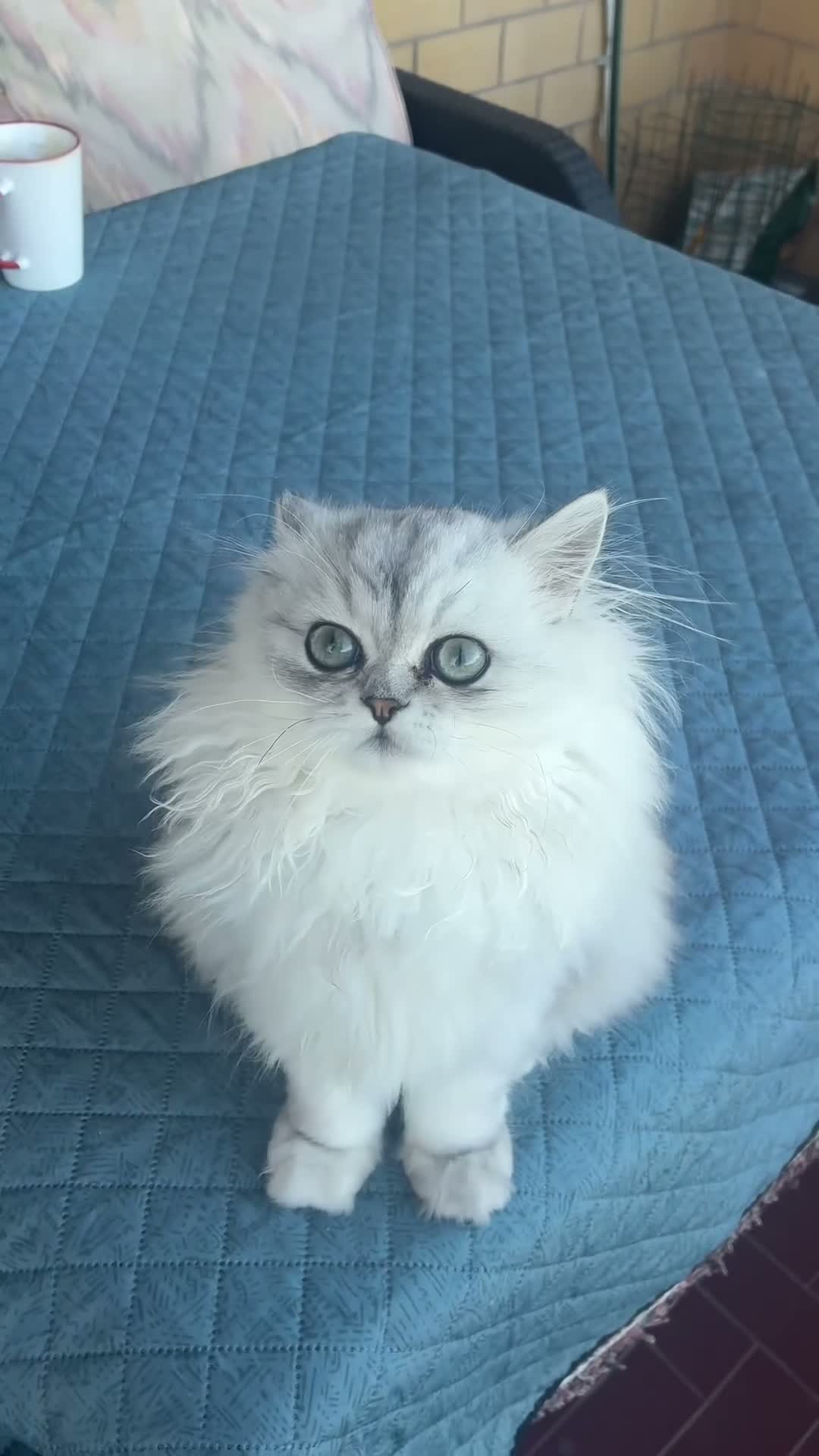 Persiano gatti in vendita: Persiano chinchilla  - Video 1
