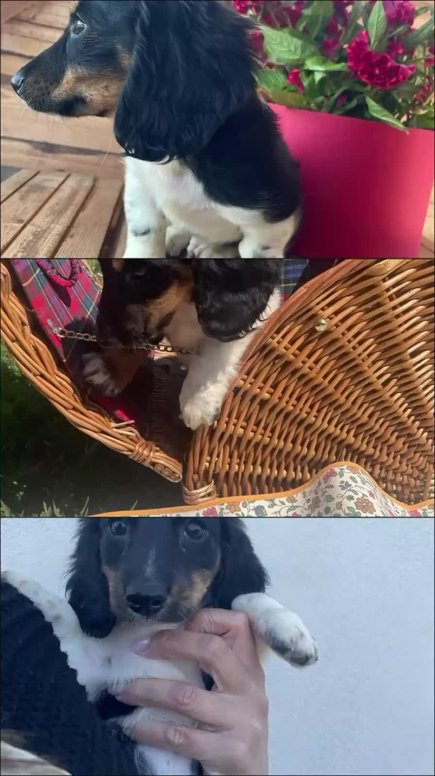 Bassotto cani in vendita: Bassotti a pelo lungo - Video 1