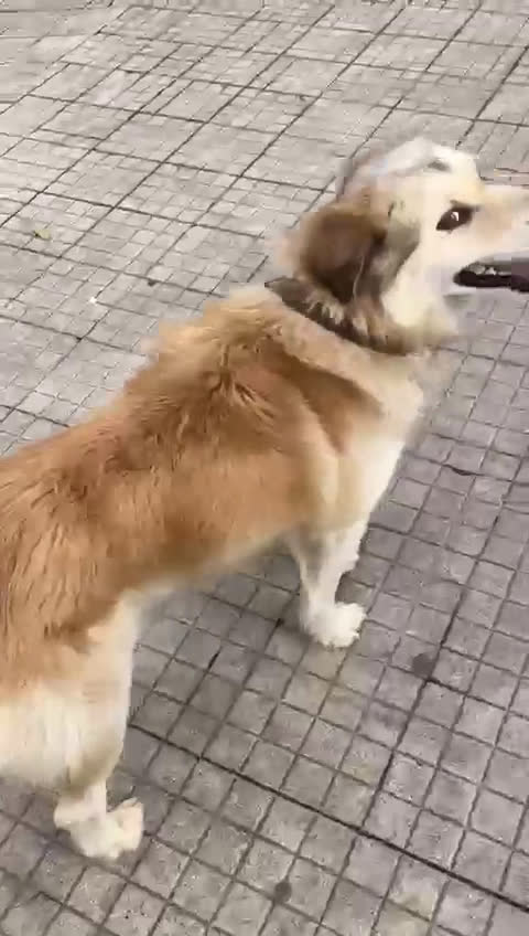 Meticcio cani in regalo: Cagnolino di taglia media  - Video 1