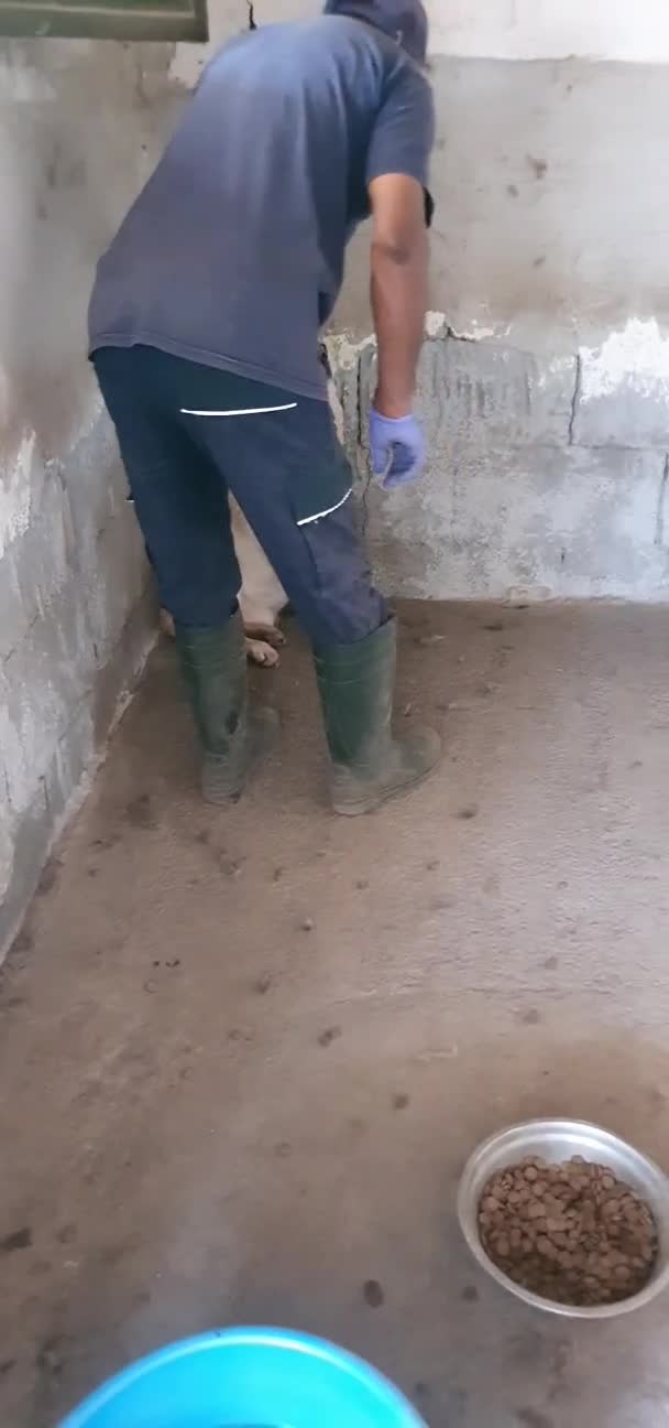 Meticcio cani in regalo: Biondo in Canile - Video 2
