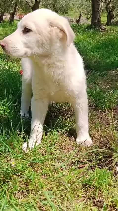 Meticcio cani in regalo: Cucciole femmine 3 mesi vaccinate - Video 1