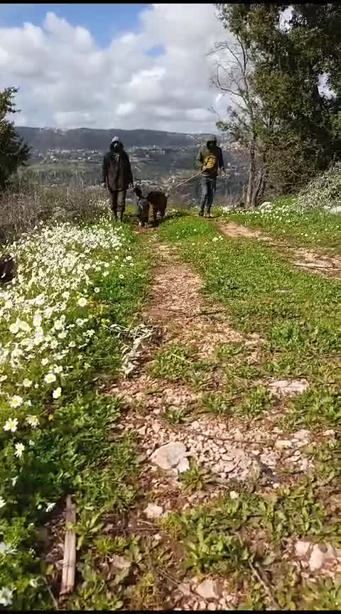Meticcio cani in regalo: Windy, splendida ed equilibrata simil labrador - Video 2