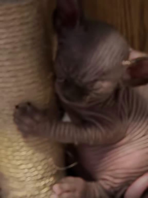 Sphynx gatti in vendita: Sphynx  a Città metropolitana di Roma Capitale - Video 1