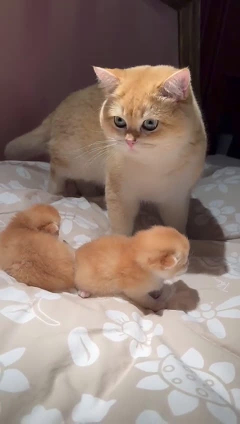 British gatti in vendita: Gattini British Shorthair golden chell  - Video 1