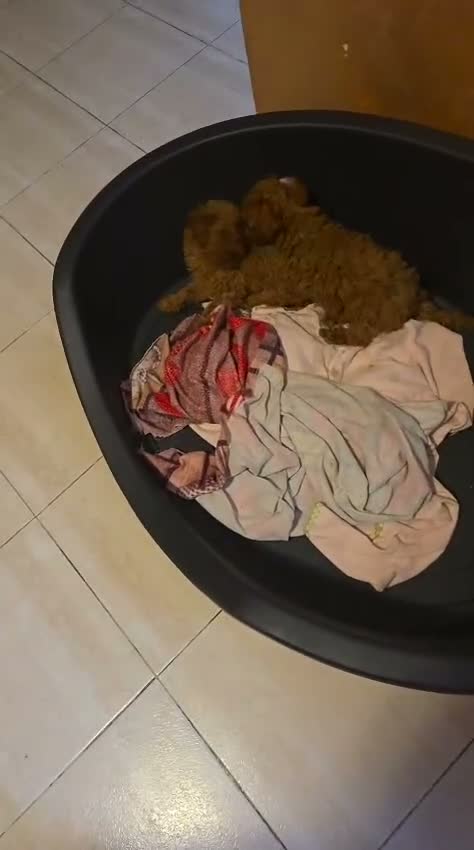 Barboncino Toy cani in vendita: Barbocini Toy colore red a Provincia di Viterbo - Video 1