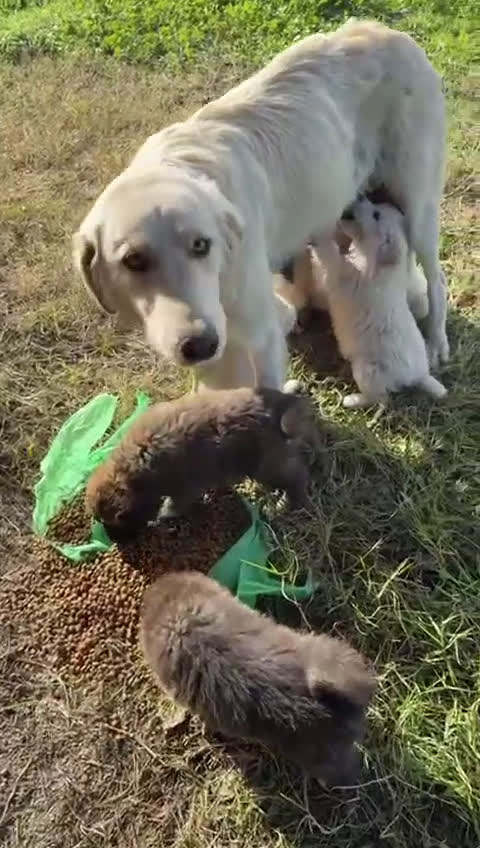 Meticcio cani in regalo: Sofia: docile, socievole, equilibrata - Video 1