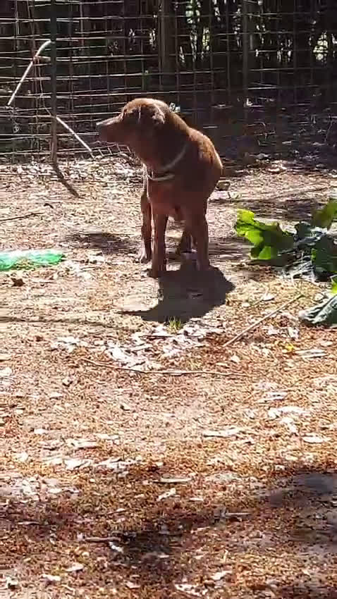 Labrador cani in regalo: KUBRA stupenda labrador cieca - Video 3