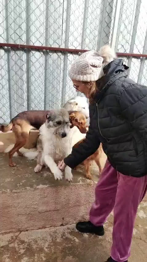 Husky cani in regalo: Donut, una dolcezza di Husky - Video 4