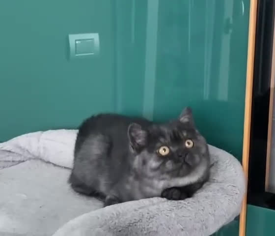 Scottish gatti in vendita: Scottish straight 440 - Video 2