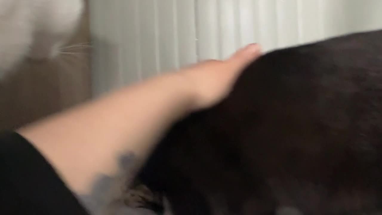 Meticcio gatti in vendita: Millefiori gattini (bengal esotici) - Video 2