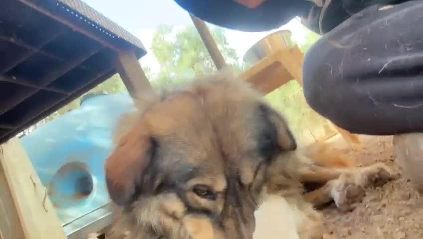 Pastore dei Carpazi cani in regalo: Meraviglioso Pastore dei Carpazi a Città metropolitana di Milano - Video 3