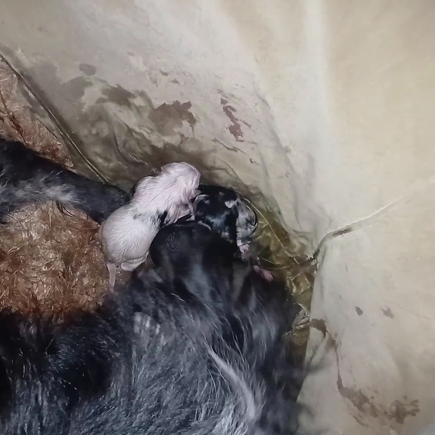 Meticcio cani in vendita: cuccioli pastore australian collie - Video 1