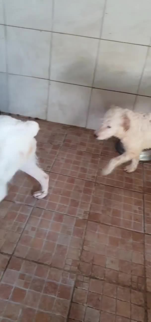 Spinone cani in regalo: George cucciolo di Spinoncino in Canile a Catania - Video 1