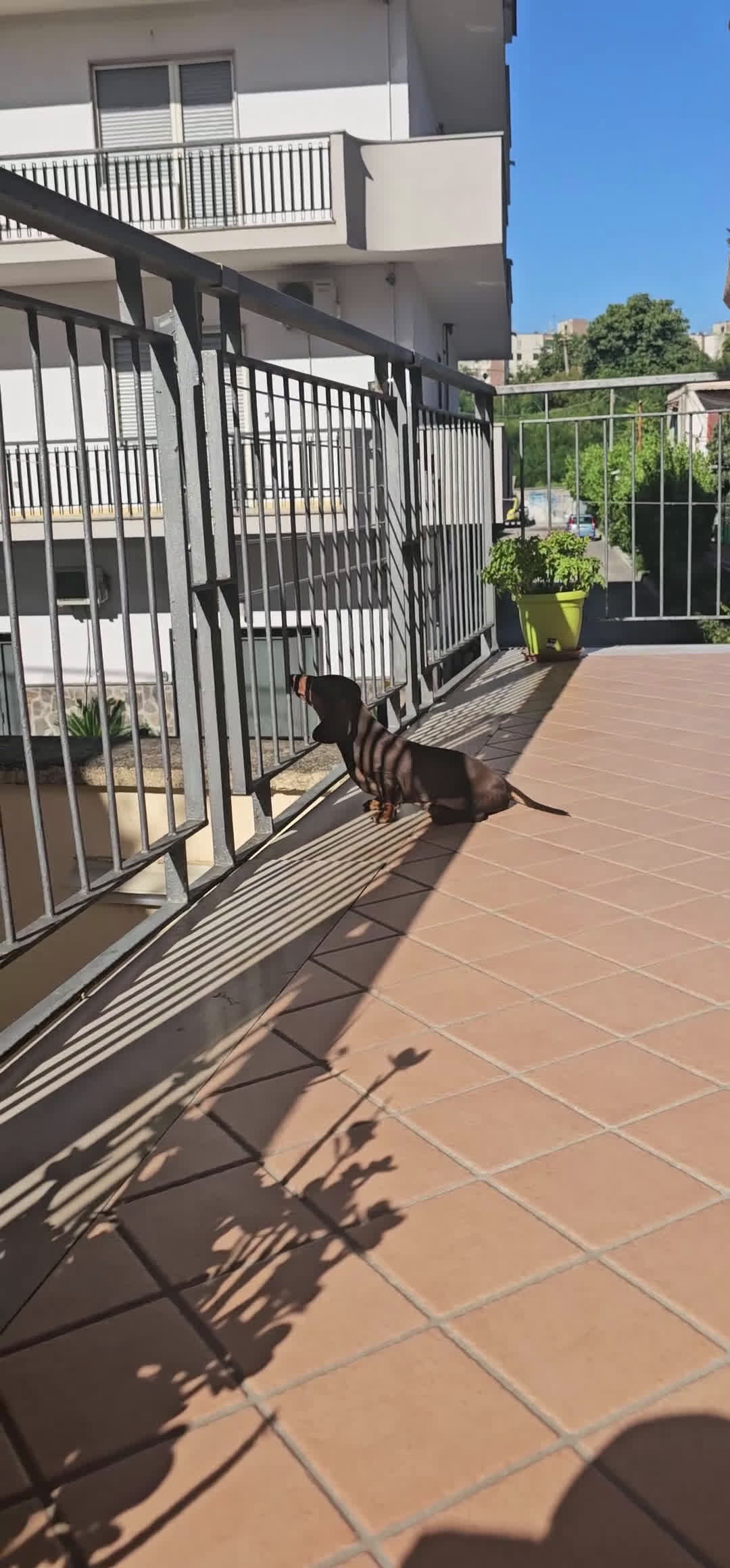 Bassotto cani in vendita: Bassotto maschio  kaninken 3 mesi e mezzo - Video 3