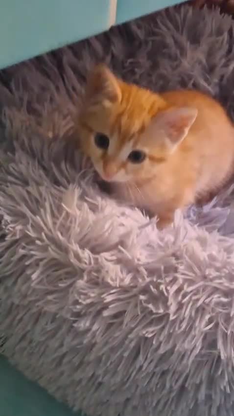 Europeo gatti in regalo: MILLYE MOLLY PICCOLE GATTINE a Città metropolitana di Milano - Video 2