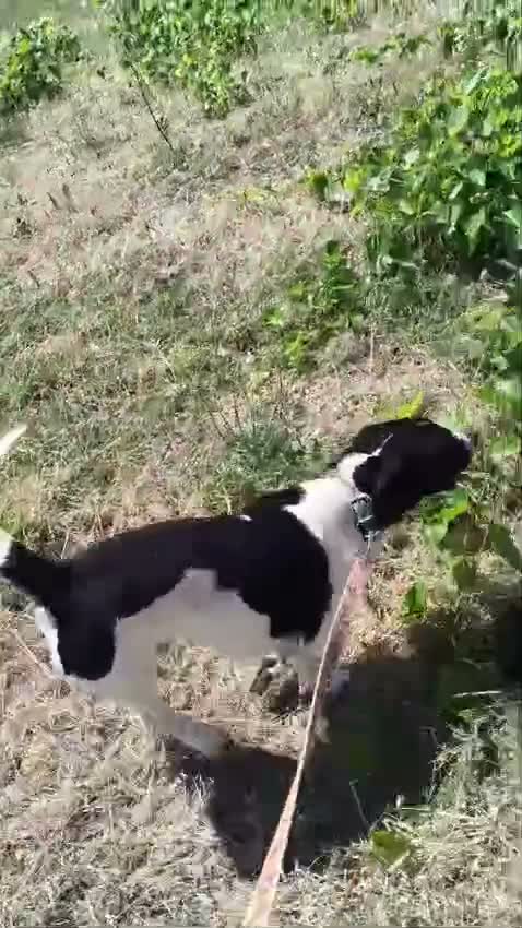 Meticcio cani in regalo: tommy cagnolino socievolissimo - Video 1