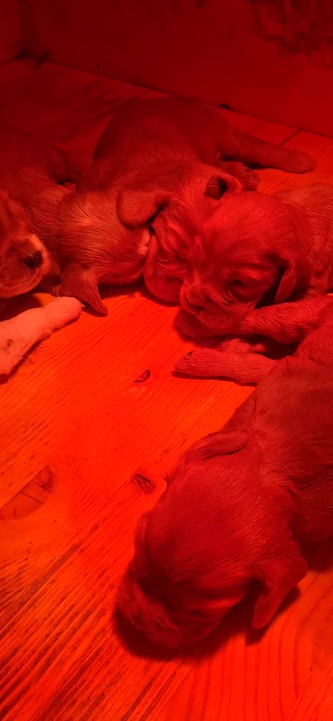 Cocker cani in vendita: Cuccioli Cocker Spaniel a Provincia di Bergamo - Video 1