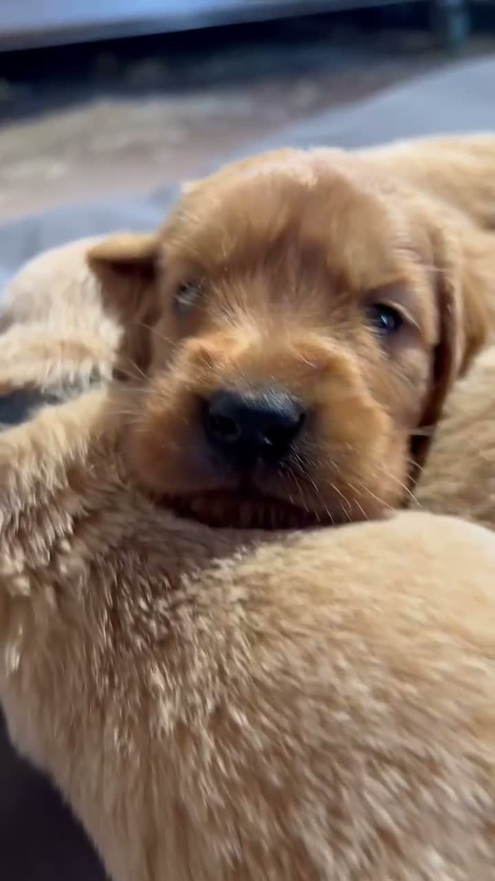 Golden Retriever cani in vendita: Cuccioli Golden Retriever con Pedigree ENCI - Video 2