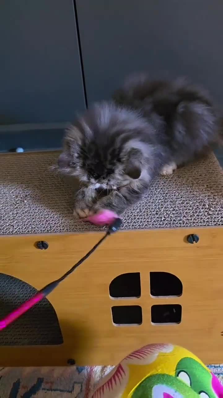 Persiano gatti in vendita: Gatti persiani  - Video 1
