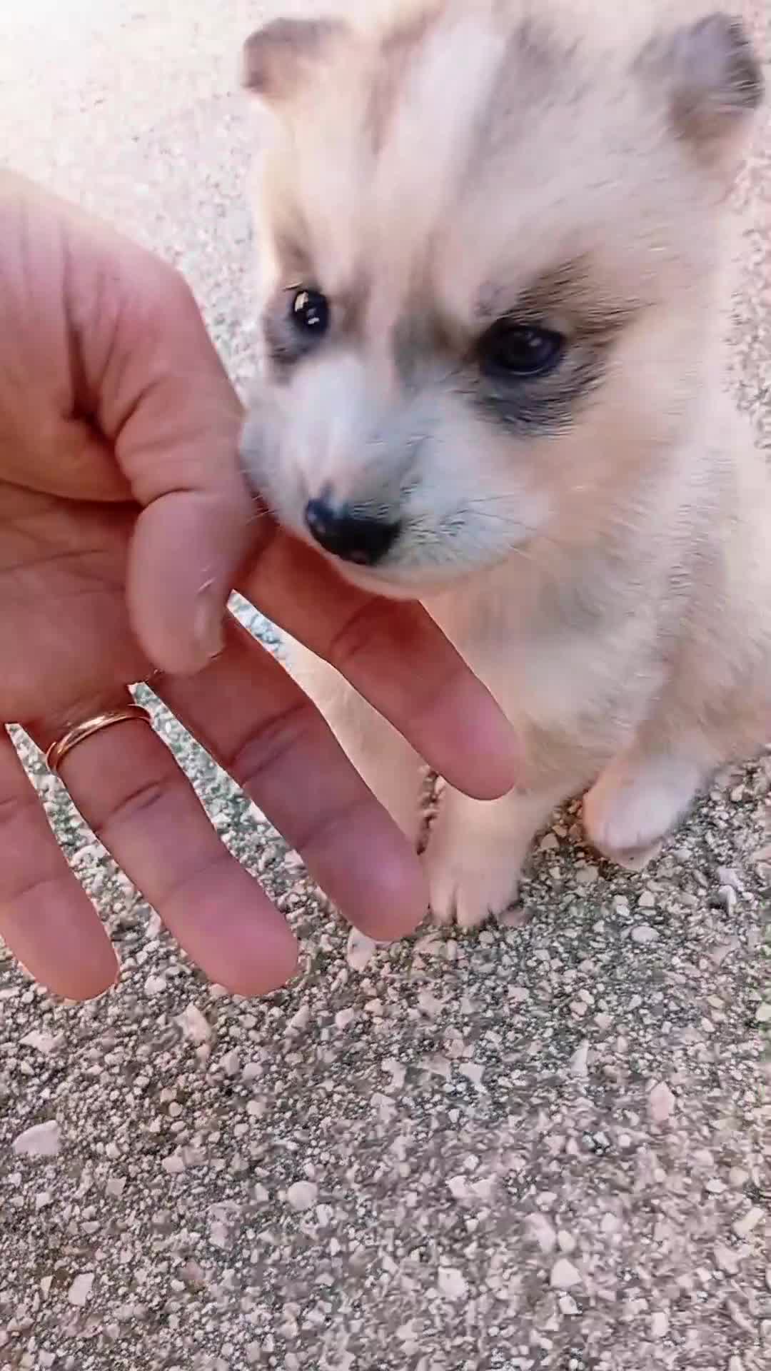 Husky cani in vendita: Cucciolata Siberian Husky  - Video 1