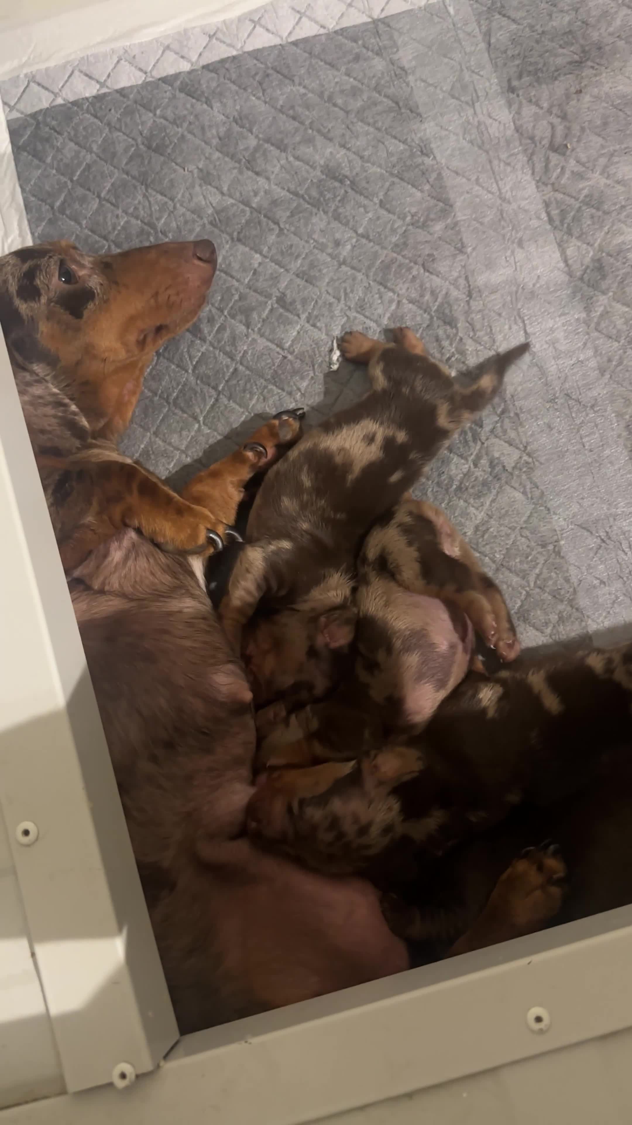 Bassotto cani in vendita: Disponibili cuccioli di bassotti  - Video 1