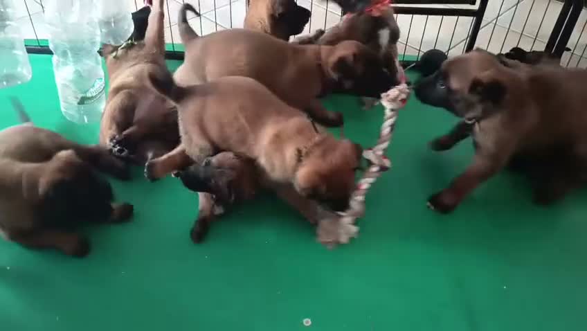 Pastore Belga cani in vendita: Cuccioli Pastore Belga Malinois Alta Genealogia a Provincia di Latina - Video 2