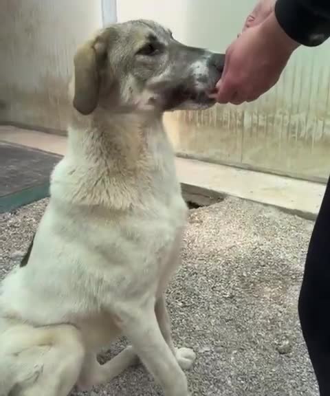 Meticcio cani in regalo: Maya: bellissima principessa taglia grande  - Video 2