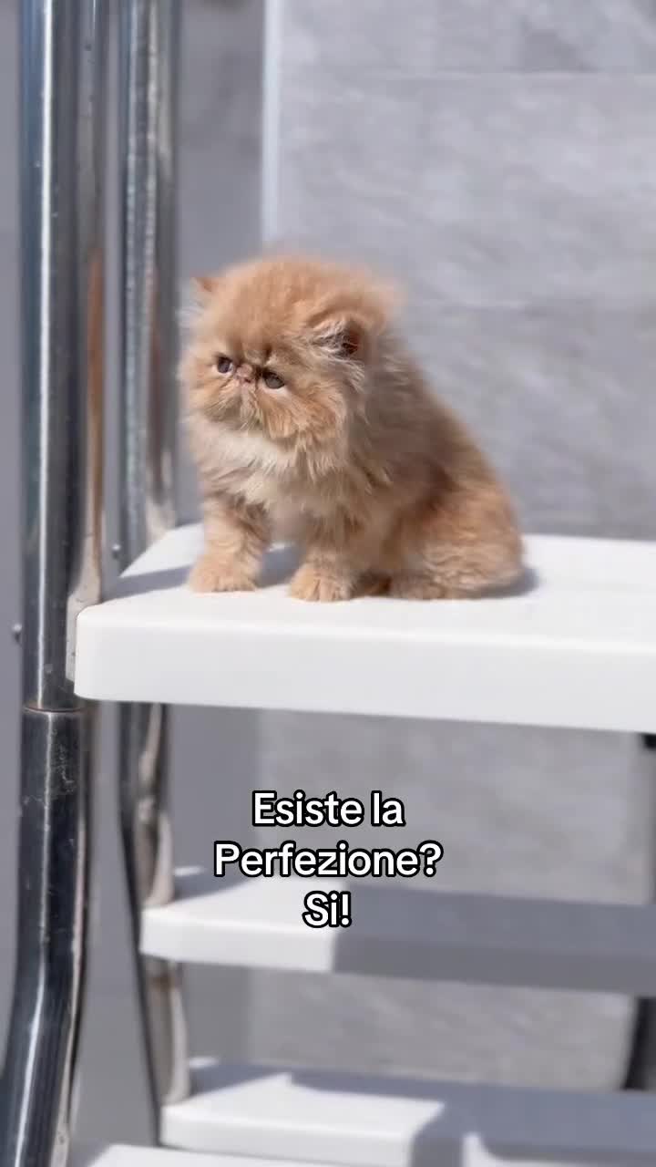 Persiano gatti in vendita: Cuccioli di Gatto Persiano e Exotic  - Video 1