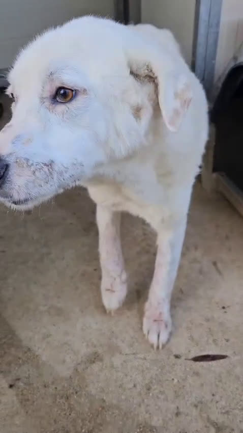 Meticcio cani in regalo: Consuelo: adozione del cuore o stallo  a Città Metropolitana di Genova - Video 1