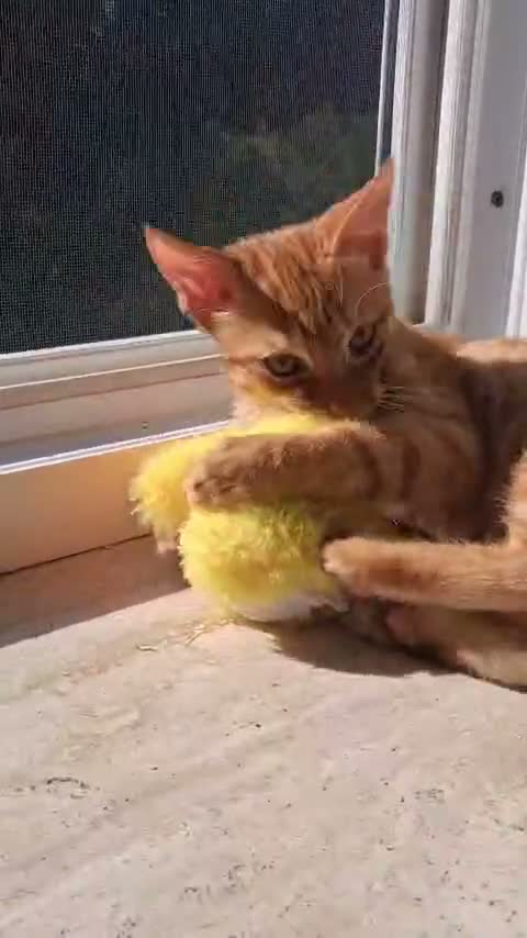 Europeo gatti in regalo: DOLCISSIMO MICINO ARANCIO a Città Metropolitana di Firenze - Video 1