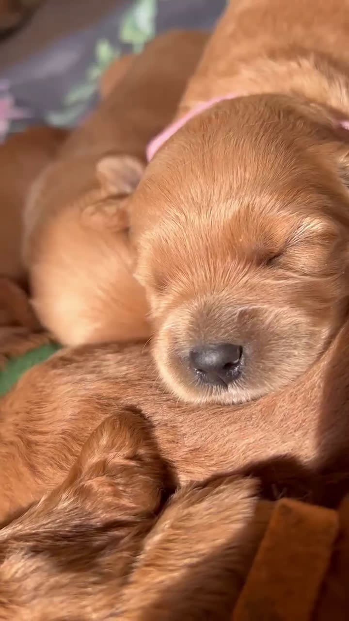 Meticcio cani in vendita: Goldendoodle cuccioli – carattere dolcissimo - Video 1