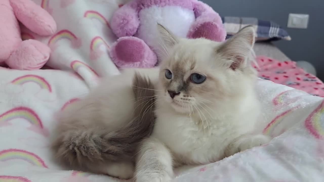 Ragdoll gatti in vendita: Allevamento amatoriale di Ragdoll WhiteAngels  a Provincia di Como - Video 1