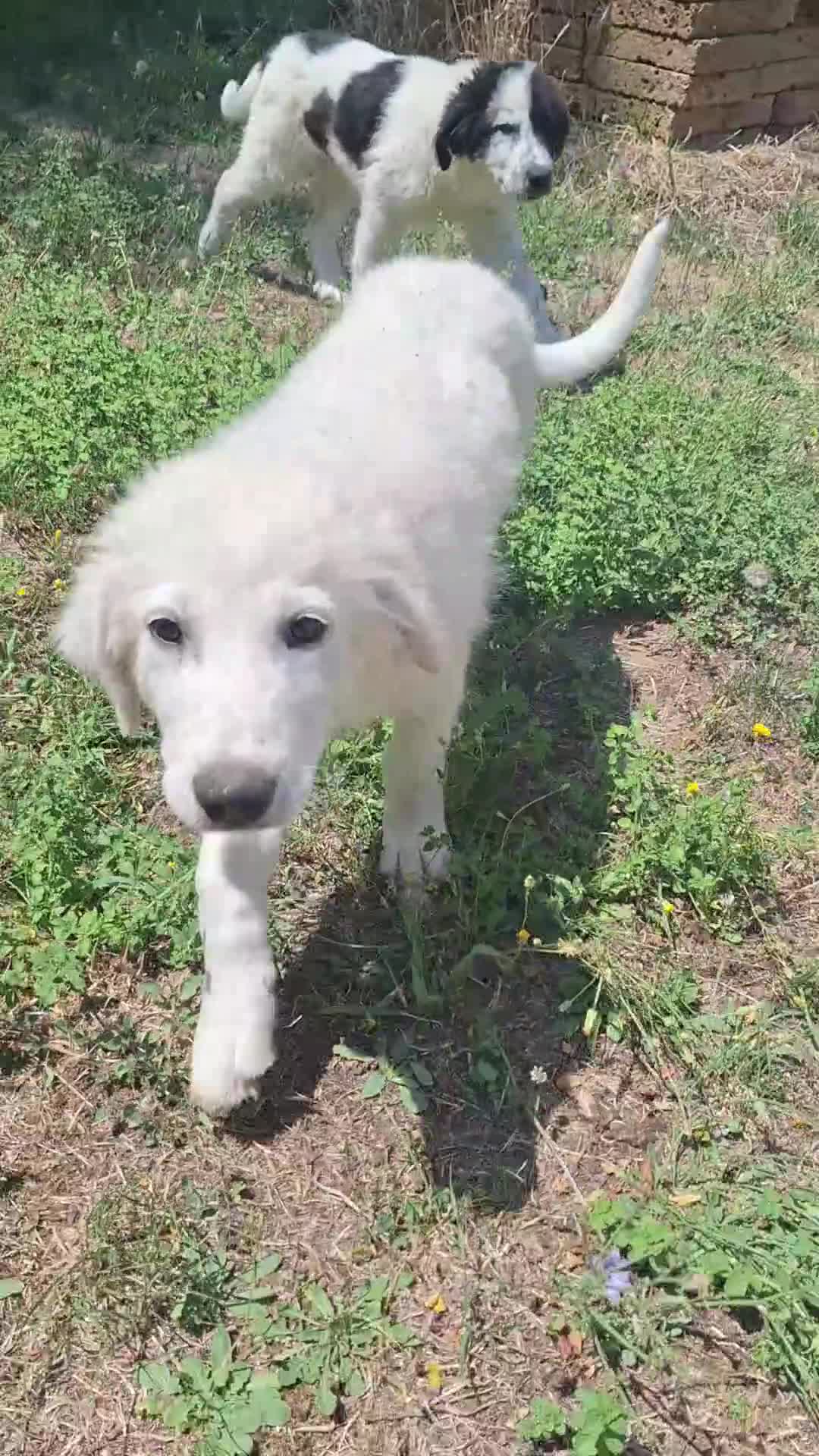 Pastore Abbruzzese Maremmano cani in vendita: 🐶 Cucciola femmina di Pastore Maremmano-Abruzzese - Video 2