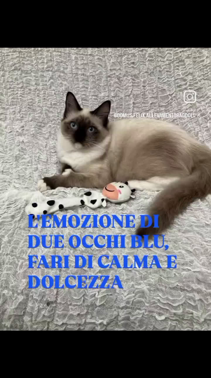 Ragdoll gatti in vendita: Ragdoll Cucciola con pedigree ministeriale - Roma - Video 2