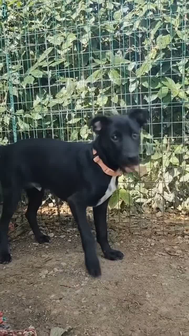 Meticcio cani in regalo: Lulù e Luna cucciole in cerca di adozione a Parma - Video 2