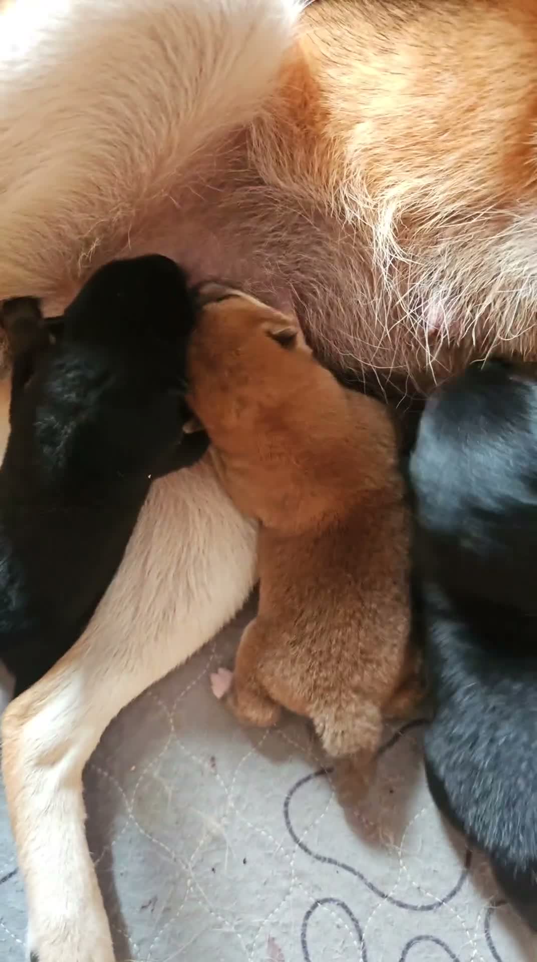 Shiba Inu cani in vendita: Shiba inu a Città Metropolitana di Bari - Video 1