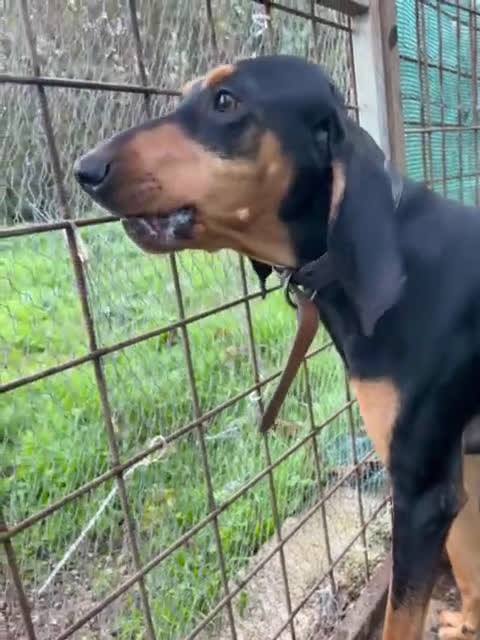 Segugio cani in regalo: ARCI SEGUGIETTO 2 ANNI, TRADITO DALLA SUA FAMIGLIA a Roma - Video 1