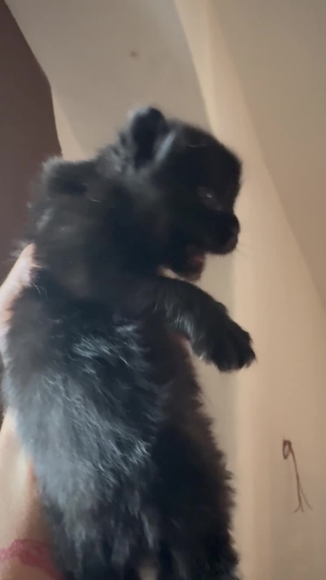 Maine Coon gatti in vendita: BELLISSIMI CUCCIOLI MAINE COON - Video 1