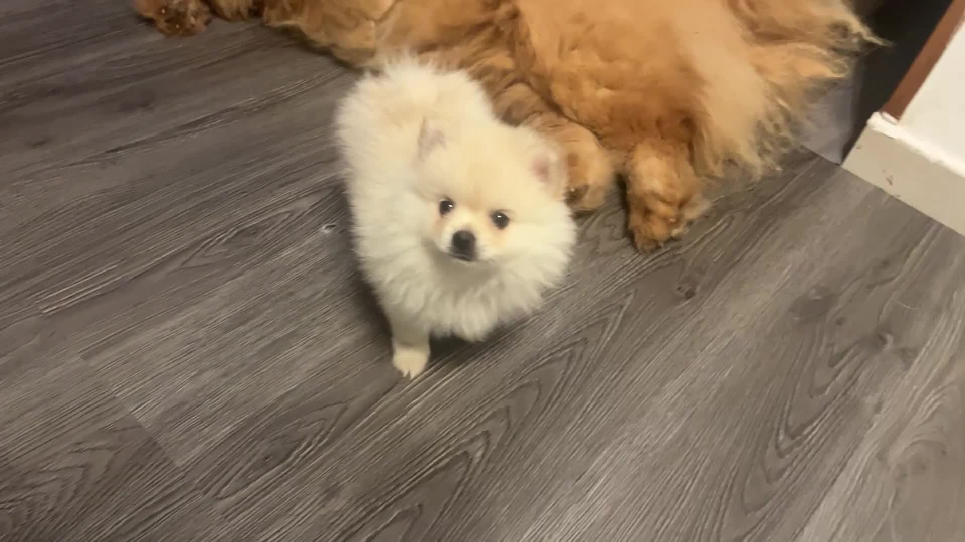 Volpino Pomerania cani in vendita: Volpino Pomerania  - Video 1