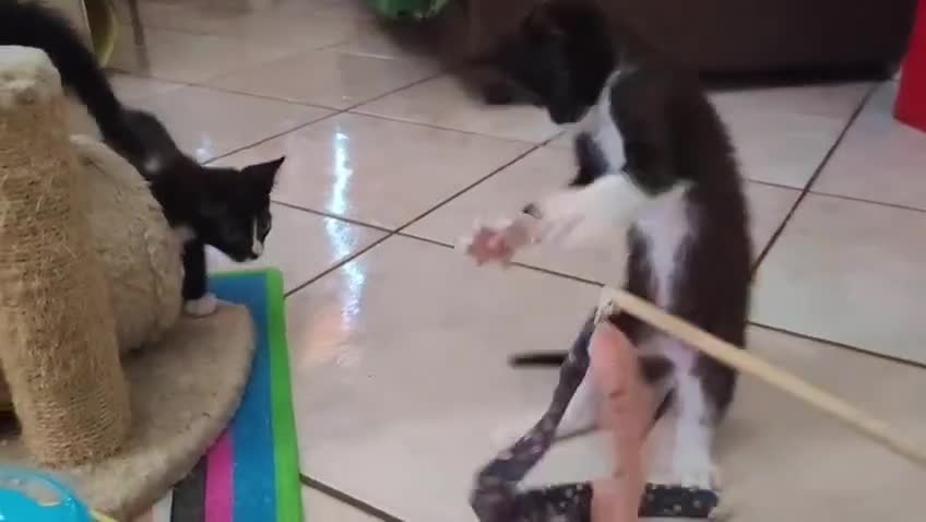 Meticcio gatti in regalo: Margot e Lupin, 2 mesi, mici cercano casa  - Video 1