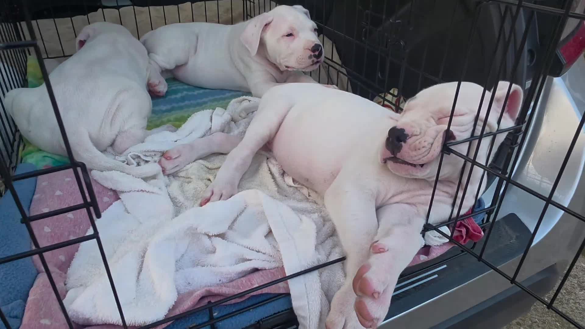 Dogo Argentino cani in vendita: Cuccioli di dogo argentino - Video 3
