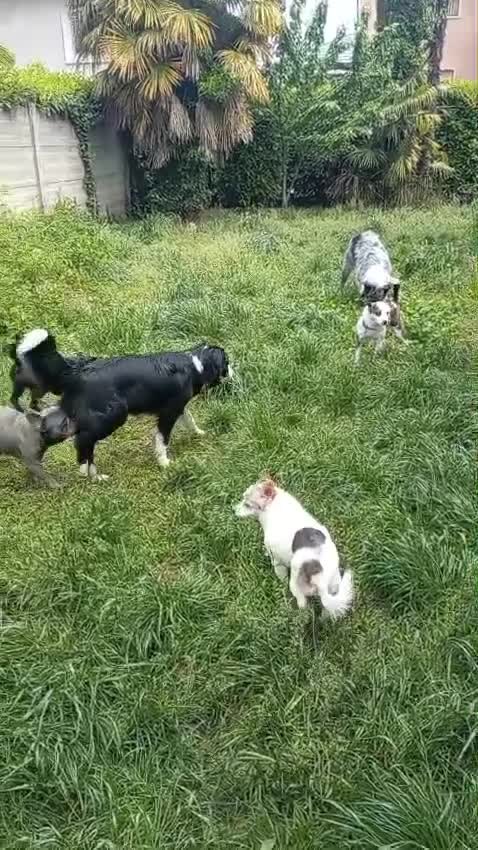 Meticcio cani in regalo: Meticcio - Video 1