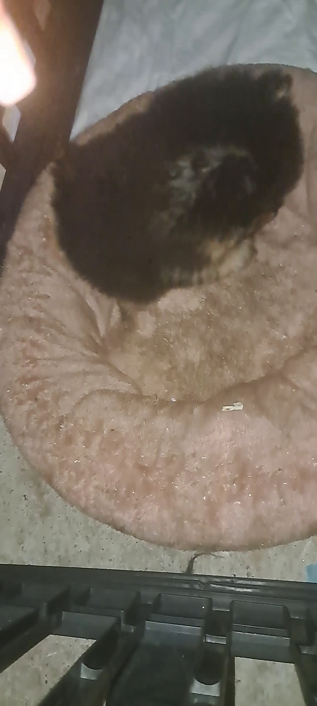 Spitz cani in vendita: Spitz di pomerania nano - Video 1