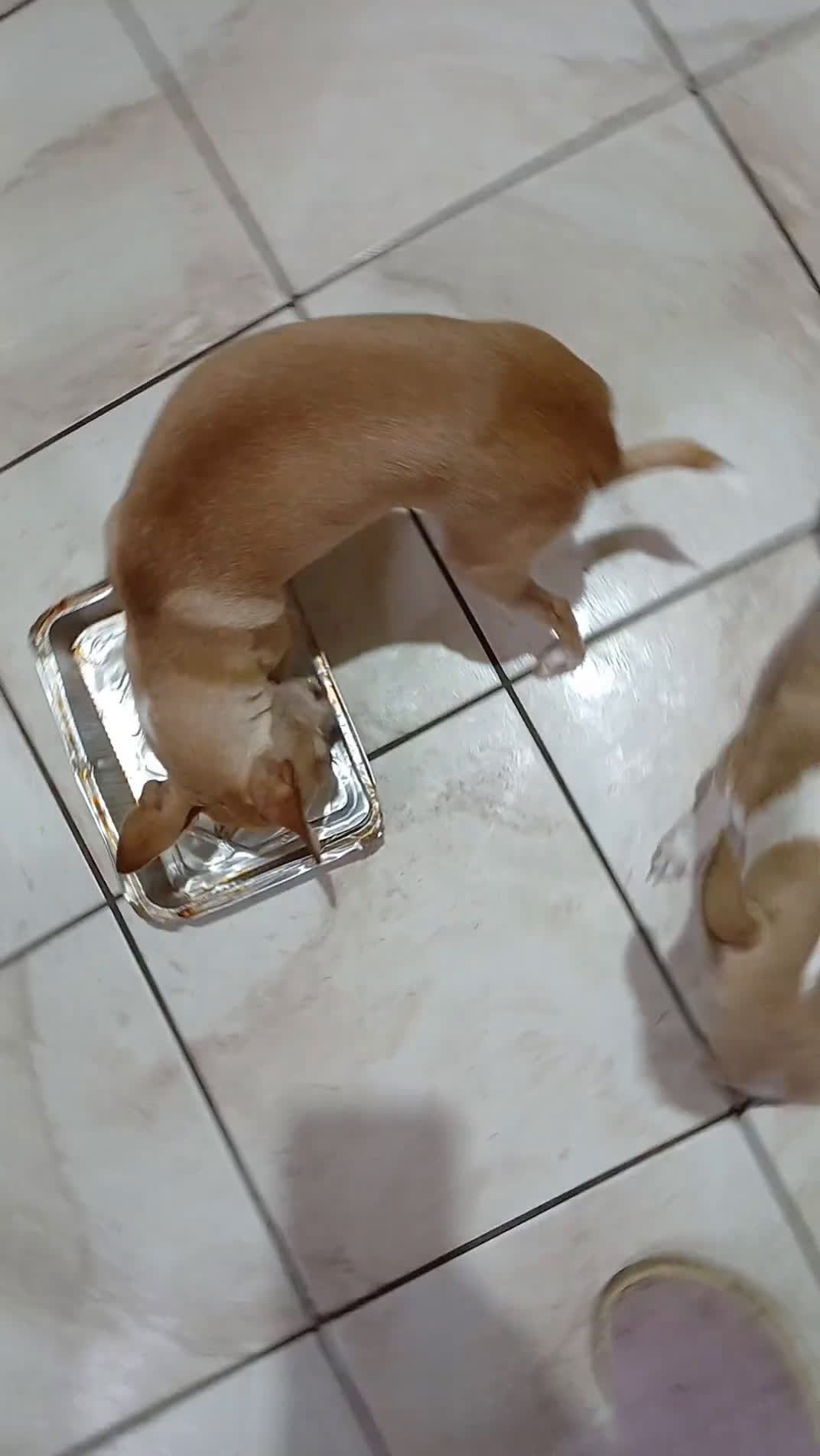 Chihuahua cani in vendita: Chihuahua cuccioli disponibili - Video 1