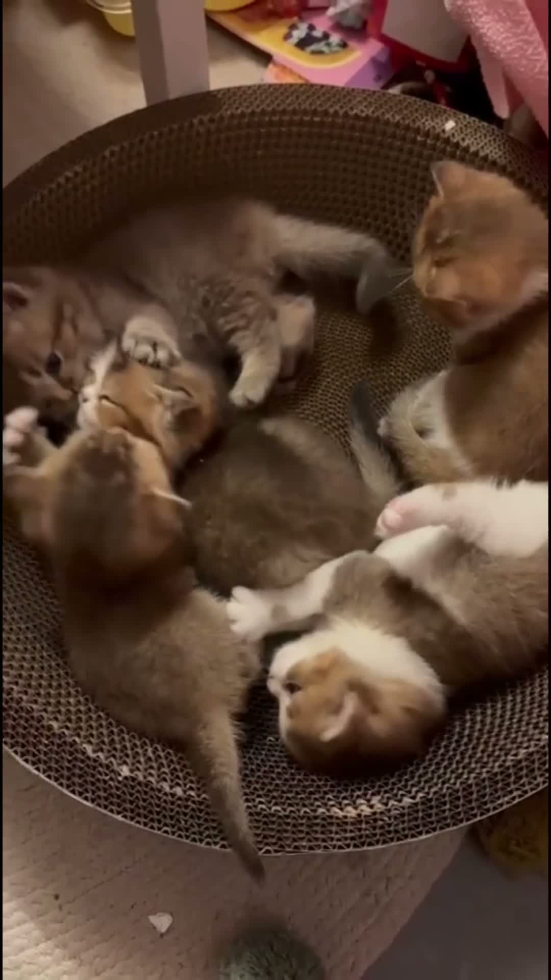 British gatti in vendita: meravigliosi cuccioli gattini British Shorthair  - Video 1